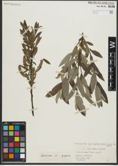 Foto von Salix repens L. x Salix viminalis L.